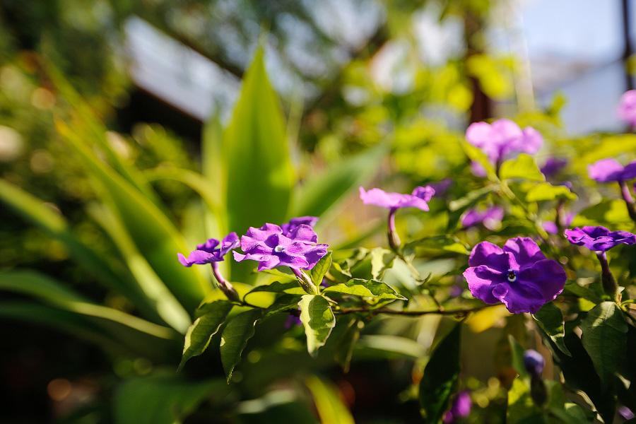 Экзотика в руинах: аварийные оранжереи Ботанического сада и их будущее