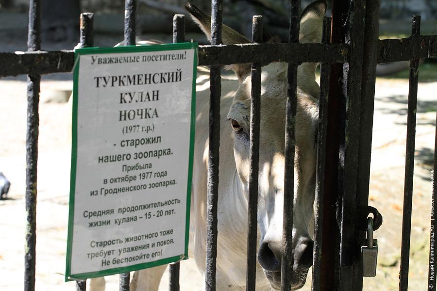 "Как белый медведь в теплую погоду": фоторепортаж "Нового Калининграда.Ru"