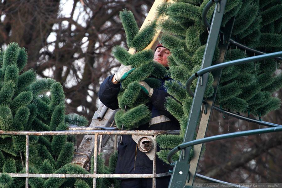 "Много на ёлочке шариков цветных": фоторепортаж "Нового Калининграда.Ru"