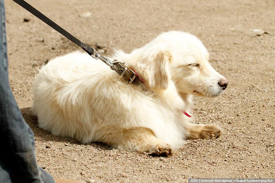 «Чистокровные двортерьеры»: фоторепортаж с выставки собак «Дворянское собрание»