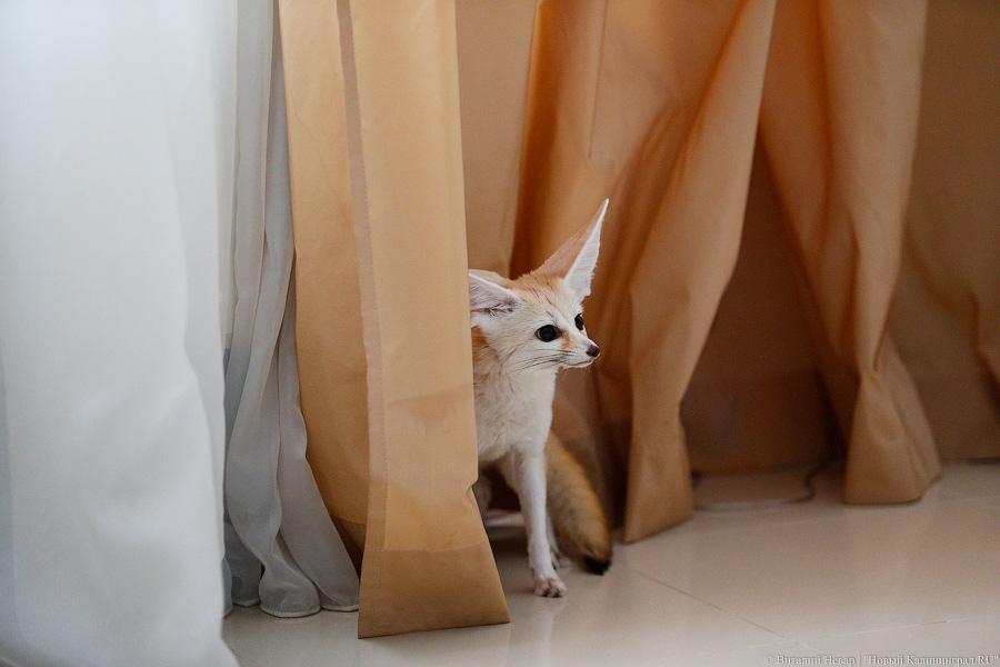 Длинноухое фыр-фыр-фыр: пара фенеков поселилась в Калининграде