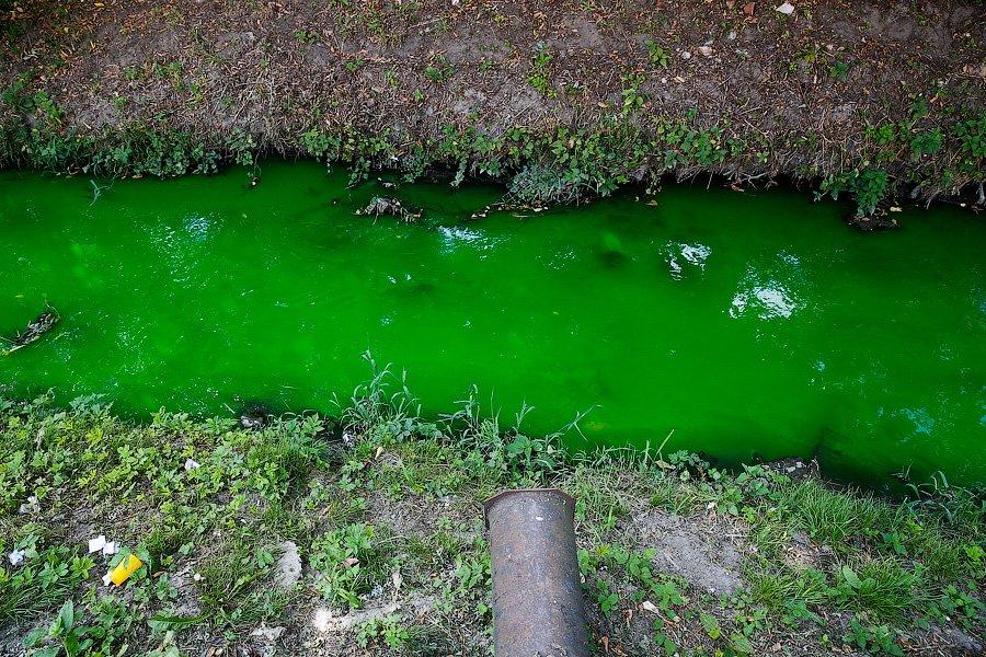 Страшный сон Тортиллы: почему вода в Ялтинском пруду стала ядовито-зеленой (фото)