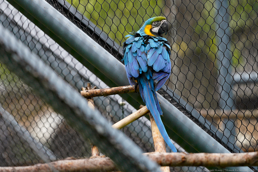 Жаба, гадюка и другие: в зоопарке открылся террариум после ремонта (фото)
