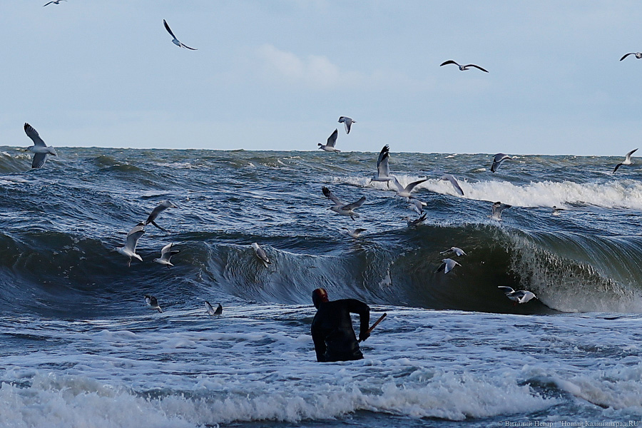 Лучшее время: как в Пионерском ловят янтарь после шторма (фото)