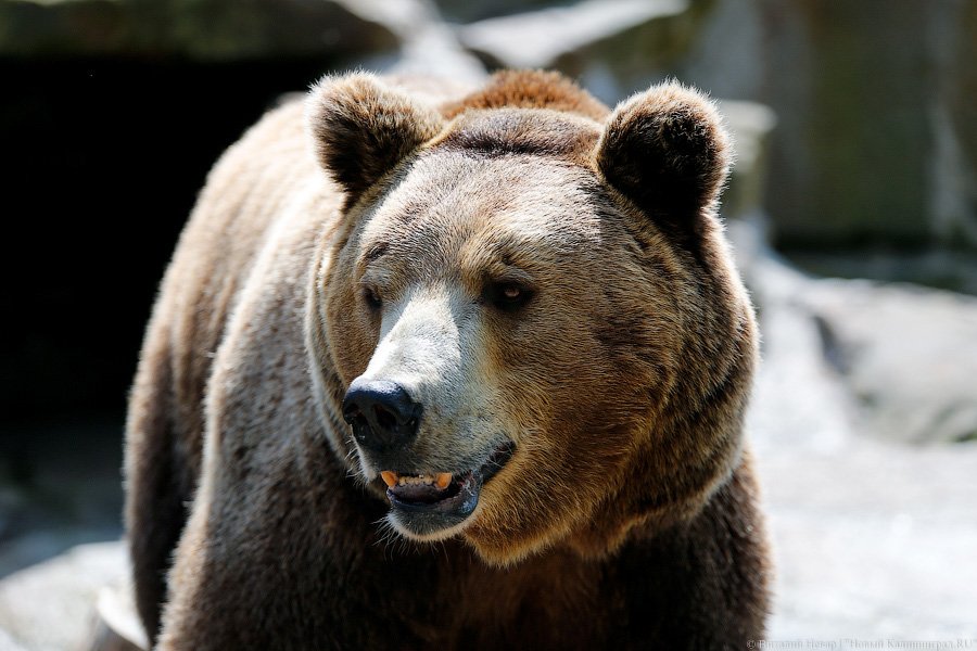 Ярошук: зоопарк — это место хранения медведей