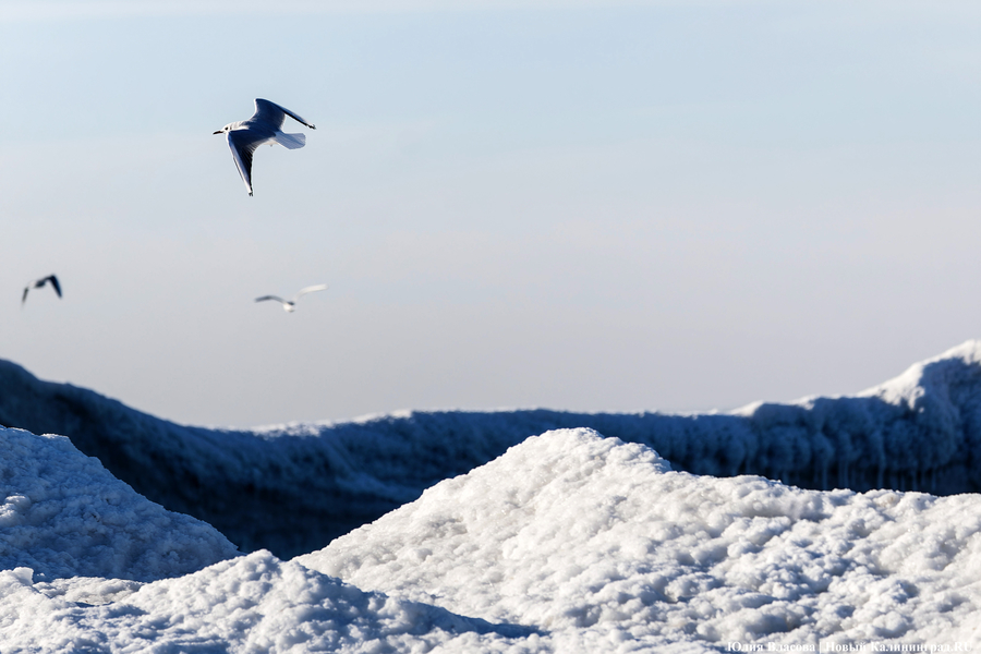 Балтика во льдах: как выглядит побережье после рекордных морозов