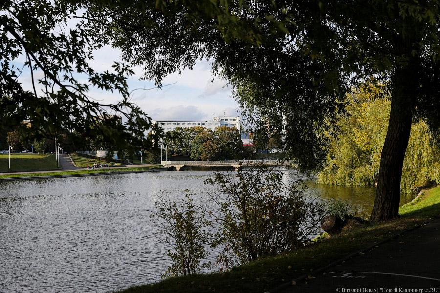 Чтобы жертв не было: власти Калининграда жалеют, что обрезали не все деревья