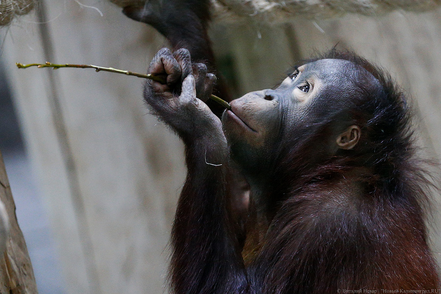 Варяг из Дании: в Калининградском зоопарке поселился орангутан Бенджамин