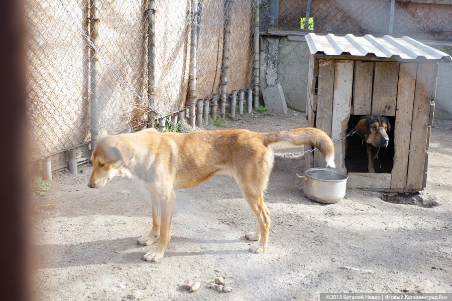 Естественный отбор: что творится за забором Службы защиты животных (фото)