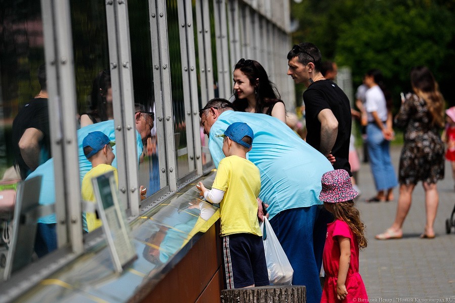 Дистанция в одного кенгуру: первый день работы Калининградского зоопарка (фото)