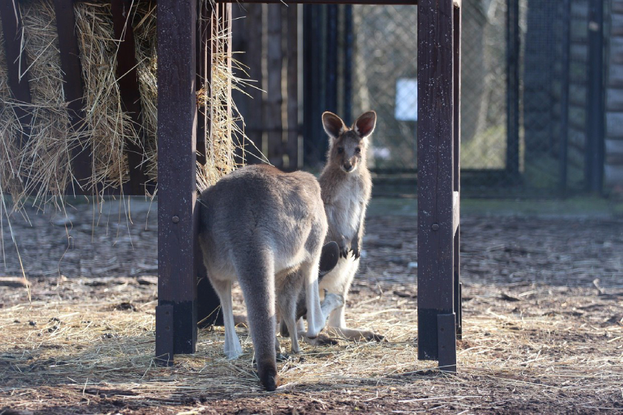 Фото: пресс-служба калининградского зоопарка 
