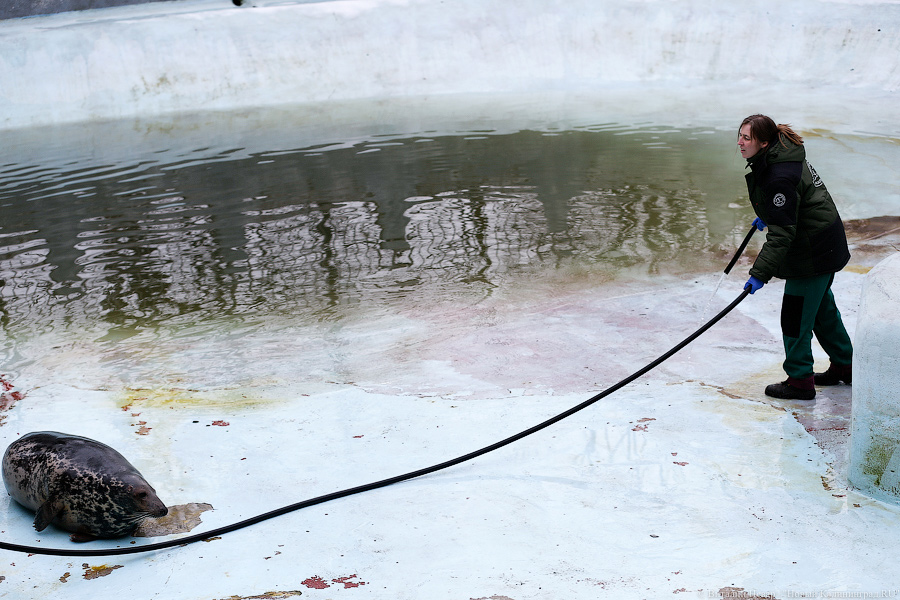 Мама, это я: в Калининградском зоопарке родились три тюлененка