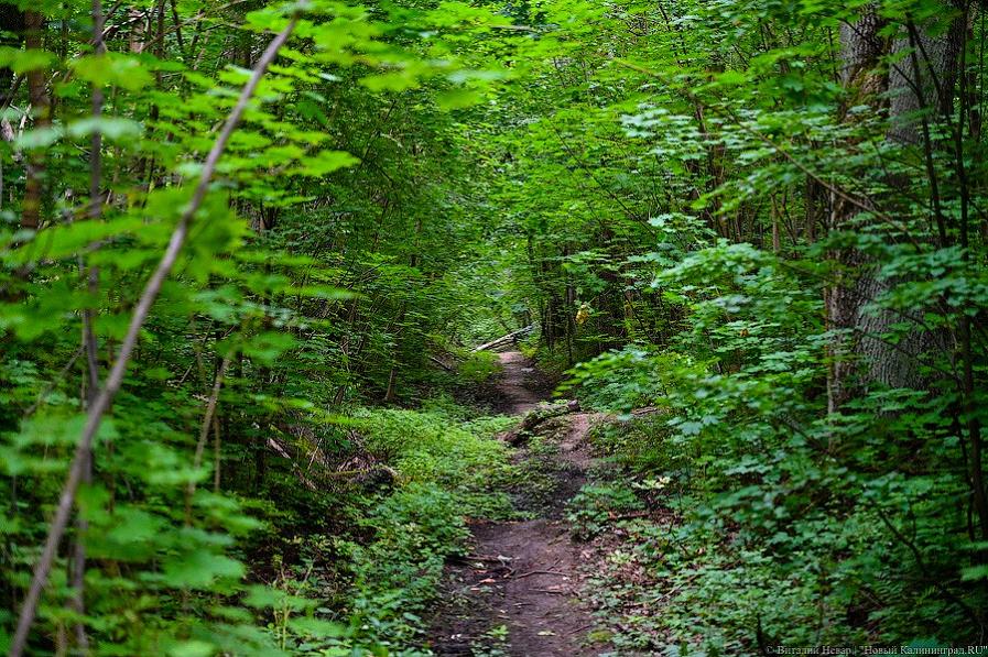 Дятлова: создание ООПТ в Суздальском лесу возможно после передачи земли городу