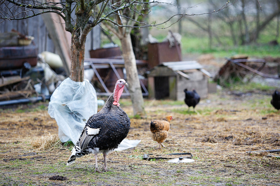 Только 6% россиян рассчитывают в этом году отдохнуть за границей