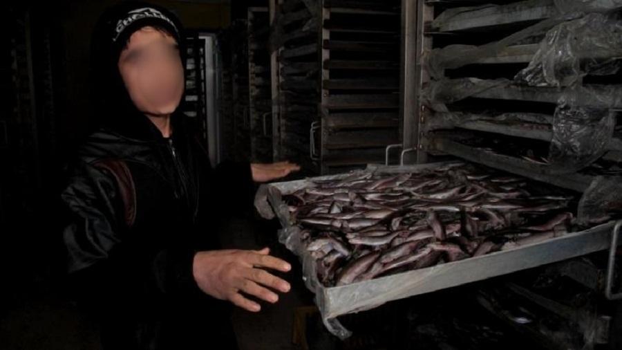 Полиция обнаружила в Балтийске незаконный рыбный цех, в котором работали нелегалы (фото)