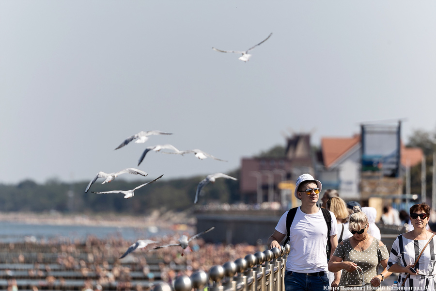 Опалённые солнцем: что происходит в Зеленоградске в рекордную жару (фото)