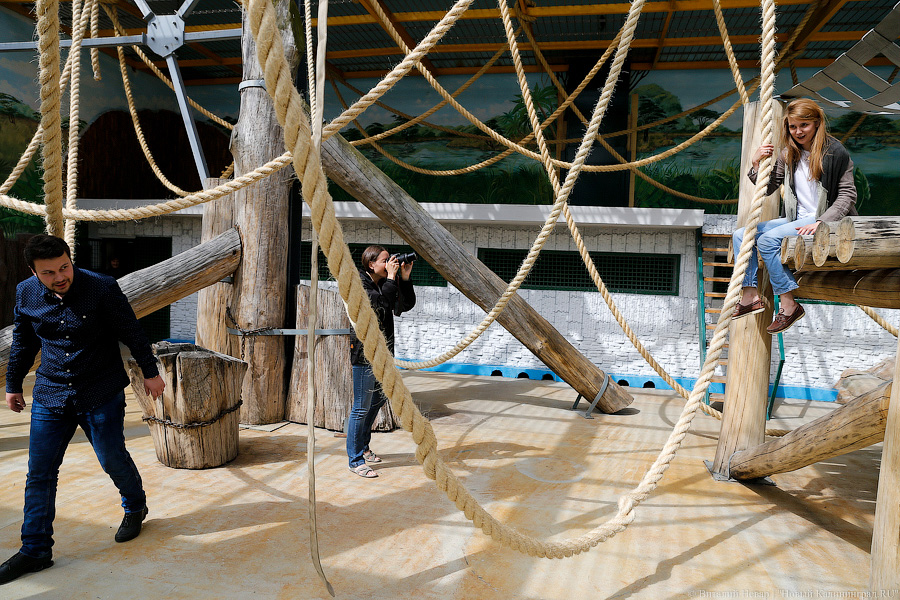 За стеклом: как живется в вольере для орангутанов Калининградского зоопарка