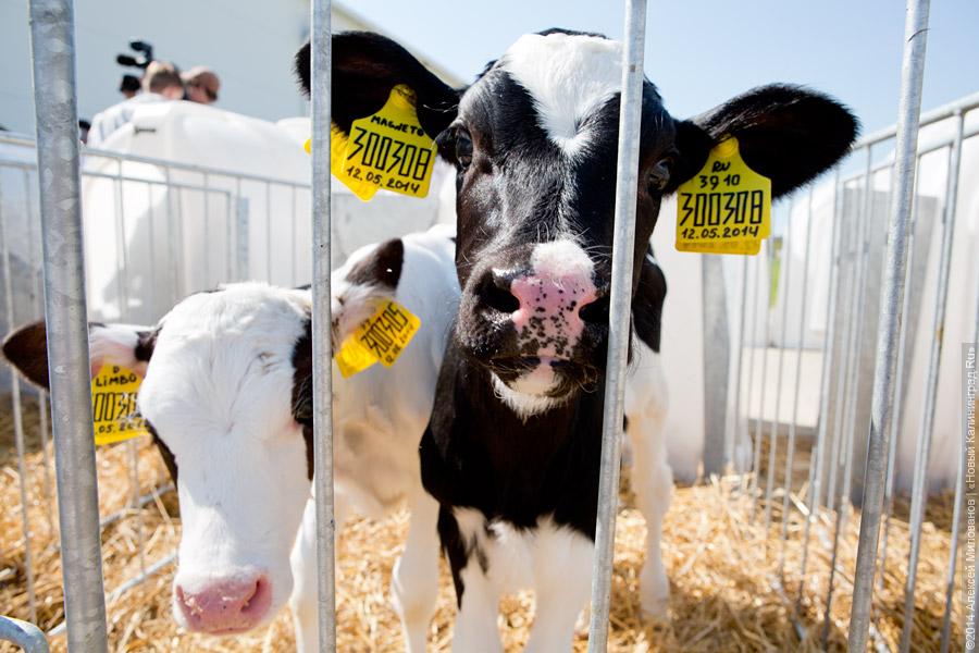 Голштино-фризская «карусель»: в Полесском районе открылся новый молочный комплекс (фото)