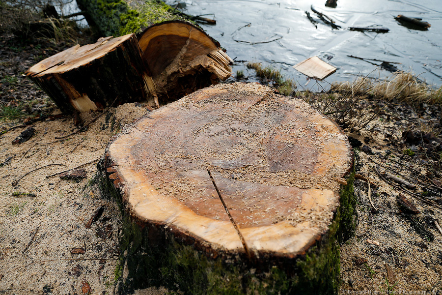 Прокуратура признала незаконной вырубку деревьев напротив ж/д вокзала в Светлогорске