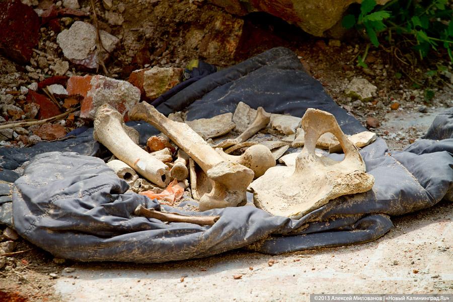 «А денег нет»: в переданной РПЦ кирхе 14-го века в Храброво валяются человеческие кости