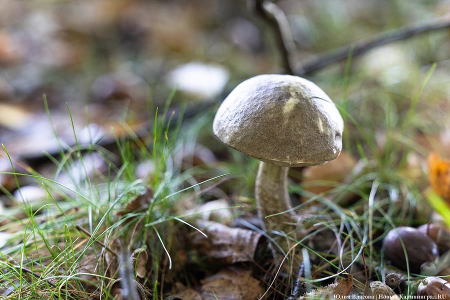 Они пошли: фоторепортаж с открытия «тихой охоты» в Калининградской области (фото)