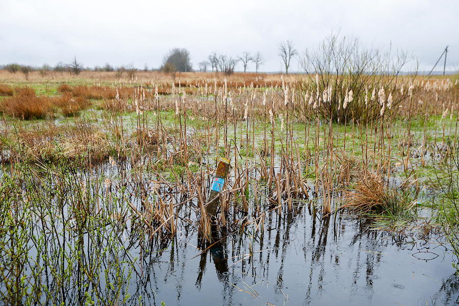 Могила в камышах: за что в Калининграде квартирант убил пенсионерку