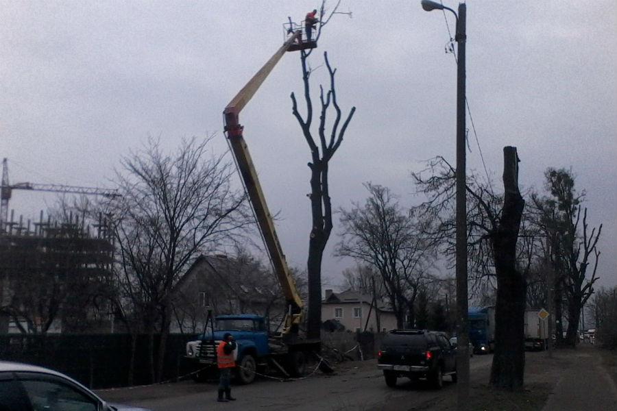 Под Калининградом образовались пробки из-за обрезки деревьев (фото)