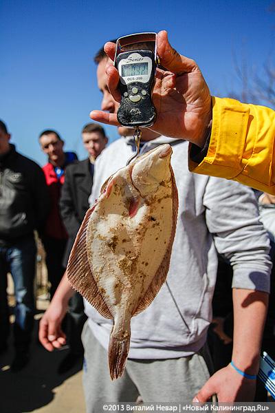 «Камбала и другие»: гастрономический фестиваль в Светлогорске