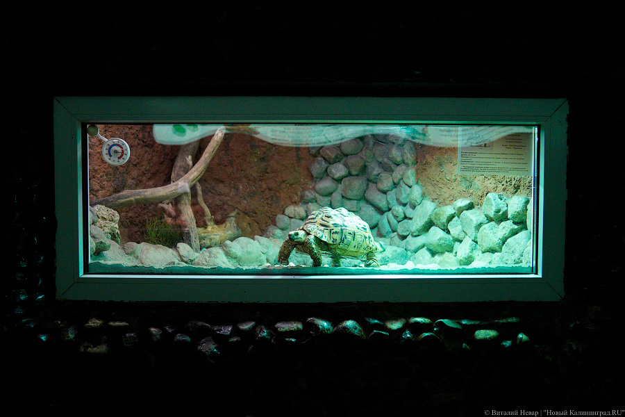 Жаба, гадюка и другие: в зоопарке открылся террариум после ремонта (фото)