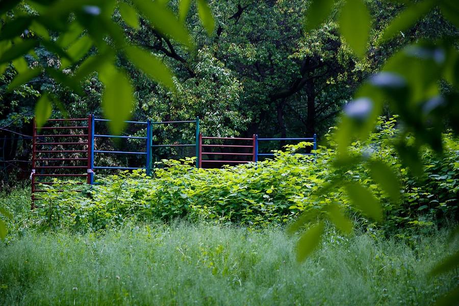 На неведомых дорожках: дендропарк калининградского Экоцентра