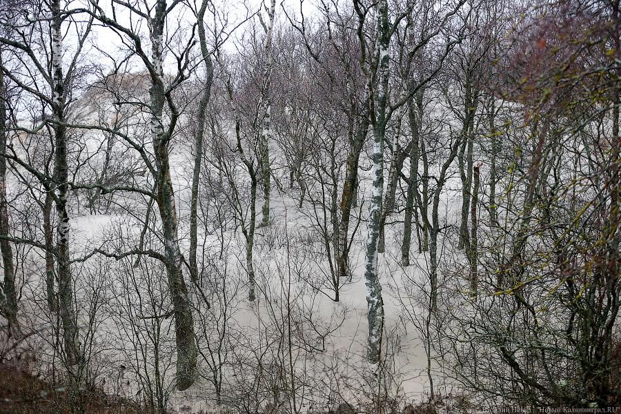 На ловца и лось бежит: как на Куршской косе зверей считали (фото)