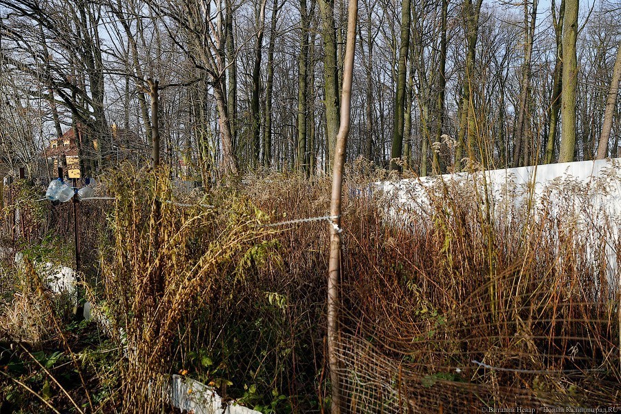 Фото — Виталий Невар, «Новый Калининград»