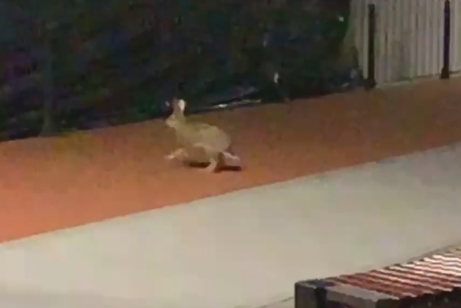 «Понастроили заборов»: в Светлогорске на променаде сняли «бедного» зайца (видео)