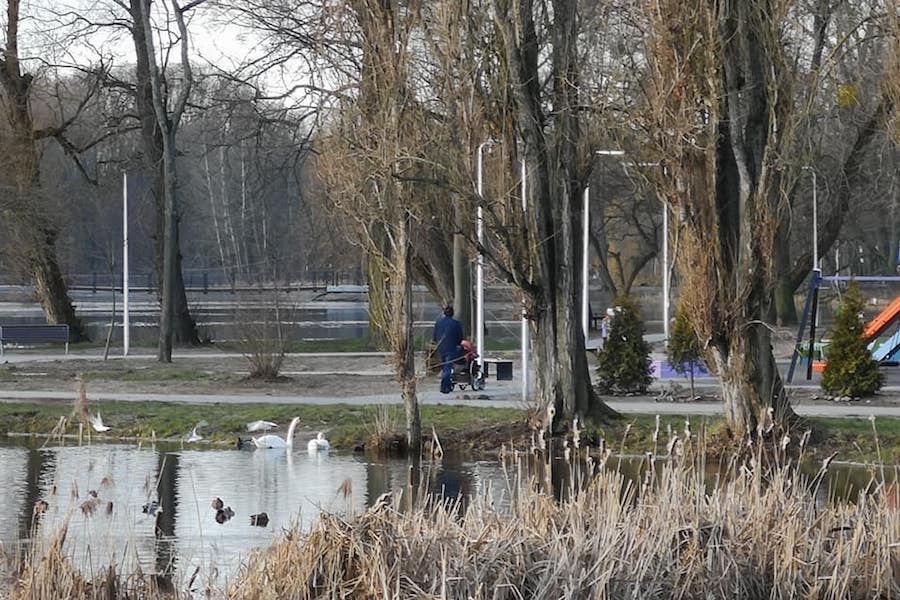 «Понаехали, так сказать»: в Южном парке поселилось бобровое семейство (фото)