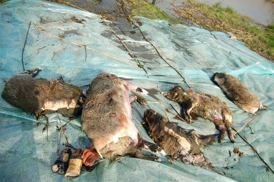 В Польше зафиксирован 470-й случай АЧС у диких кабанов