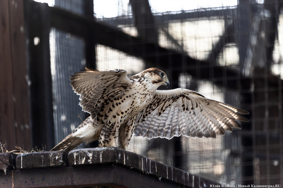 И пух, и перья: как в Калининградском зоопарке отметили День птиц (фото)