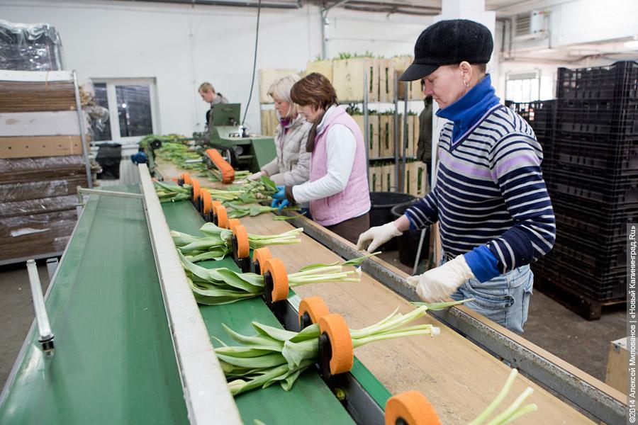 Букет к празднику: в Калинково вырастили 6 миллионов тюльпанов