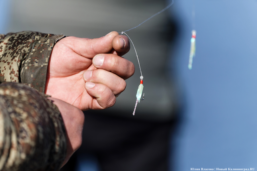 По несколько рыбин за раз: в Балтийске начался массовый лов салаки