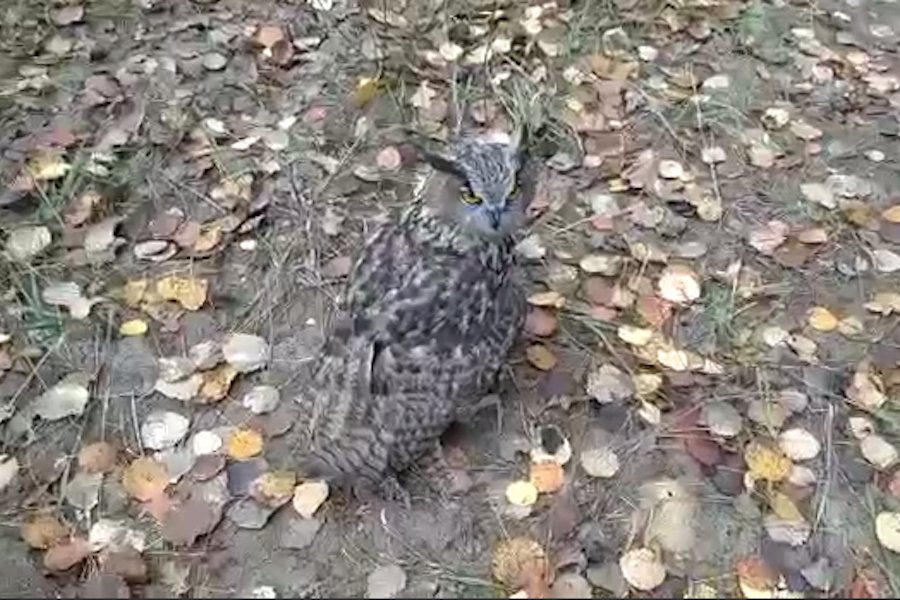В Калининградской области выпустили в природу трех краснокнижных филинов (видео)