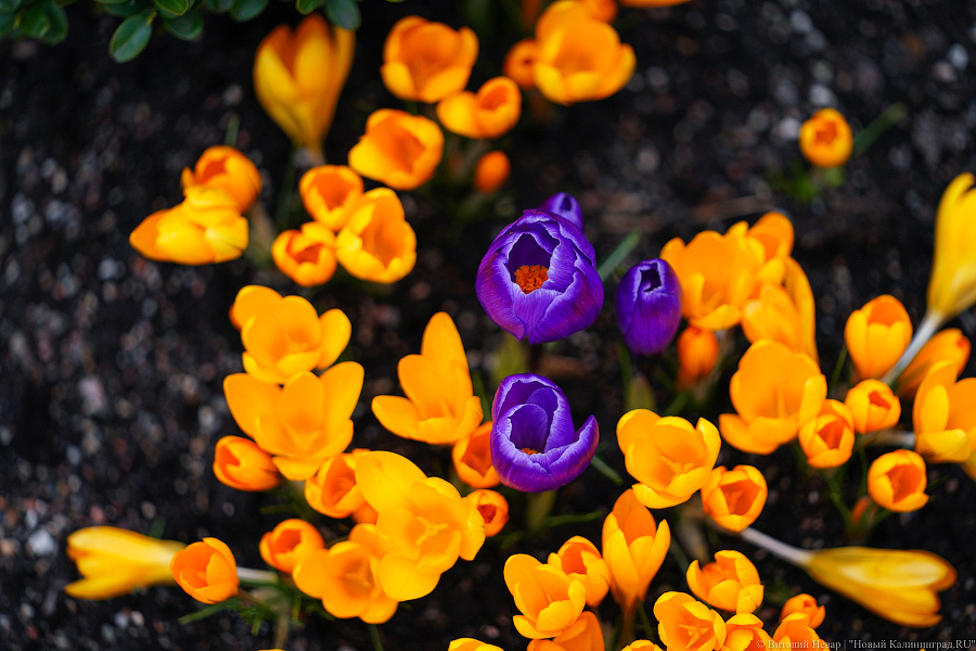 В начале мая в Черняховске планируют провести фестиваль цветов