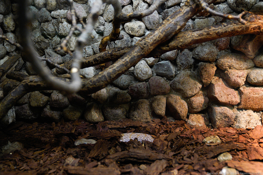 Жаба, гадюка и другие: в зоопарке открылся террариум после ремонта (фото)