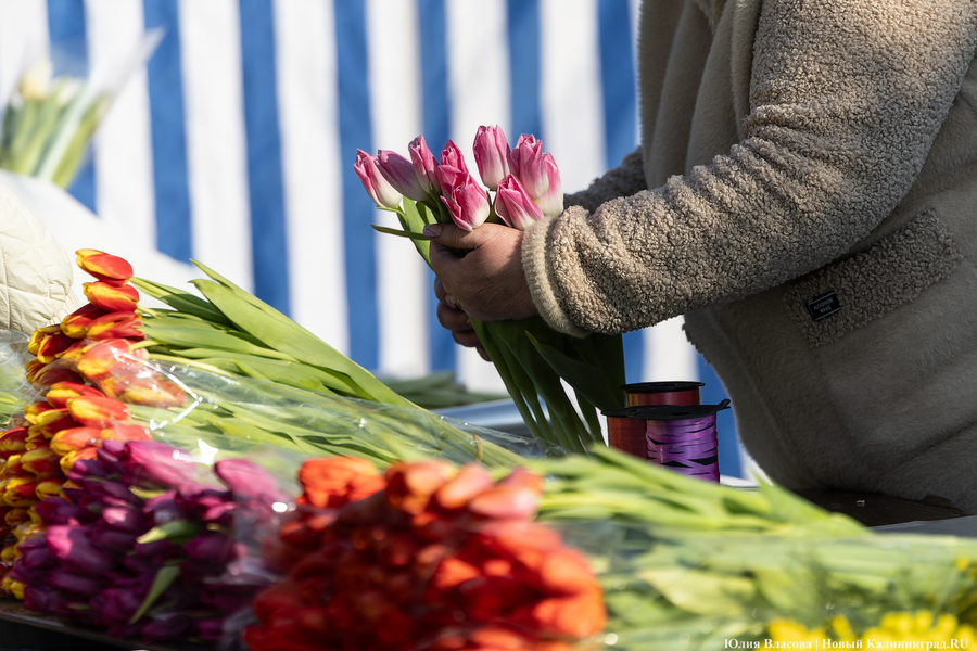 Кругом мимозы и тюльпаны: как выглядят улицы Калининграда 8 марта (фото)