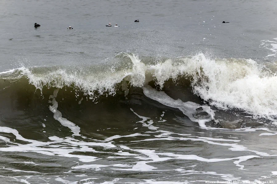 «Балтберегозащита» вновь не нашла подрядчика на строительство сооружений в Филино