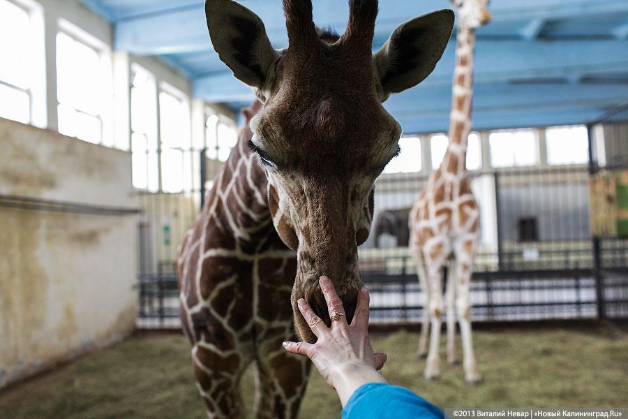 «Два метра пятен»: кормление новорожденного жирафенка