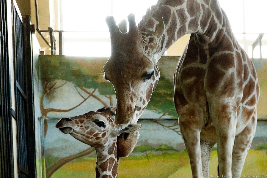 Любит веточки и маму: фоторепортаж из павильона, где живет новорожденный жираф (фото)