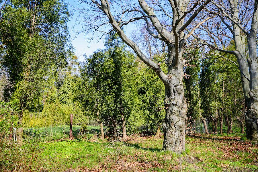 Пастораль ручной работы: весенний Ботанический сад