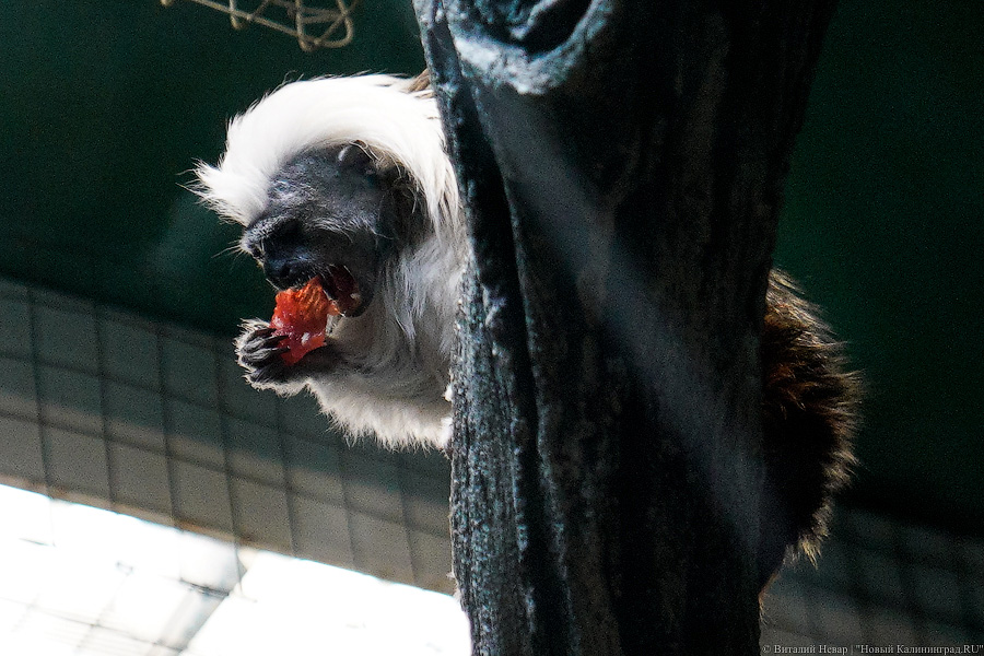 Жаба, гадюка и другие: в зоопарке открылся террариум после ремонта (фото)