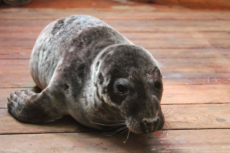 Калининградский зоопарк собирает деньги на лечение подобранного тюленя