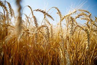 Правительство РФ выделяет региону 50 миллионов рублей на поддержку аграрных фирм