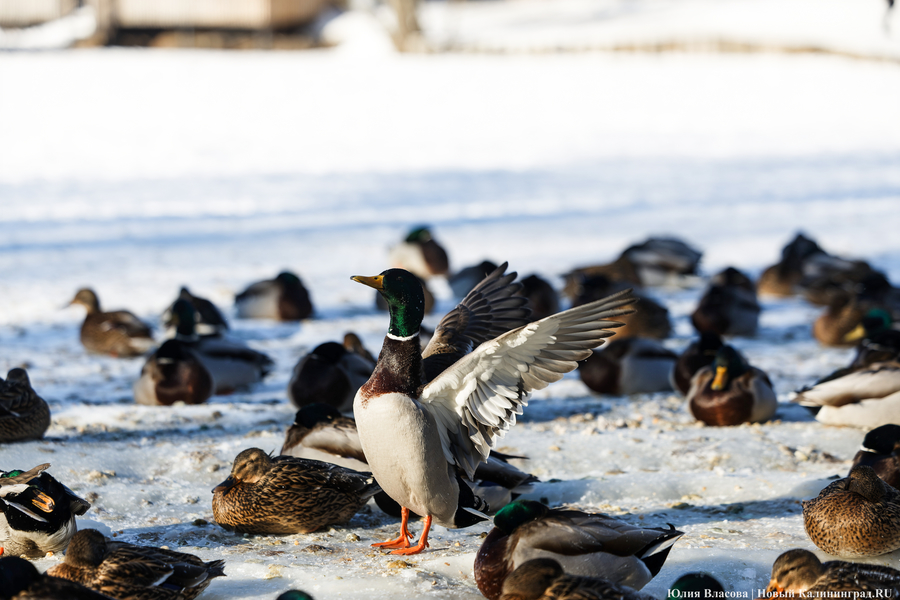 Ледяной плен: в парке Зеленоградска спасают замерзающих уток (фото)